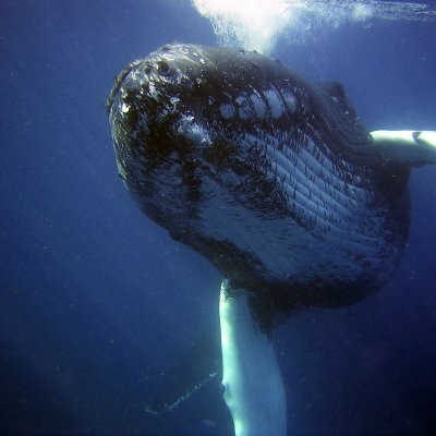 A humpback whale